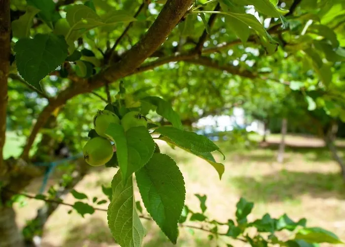 Fidalgo Дом отдыха